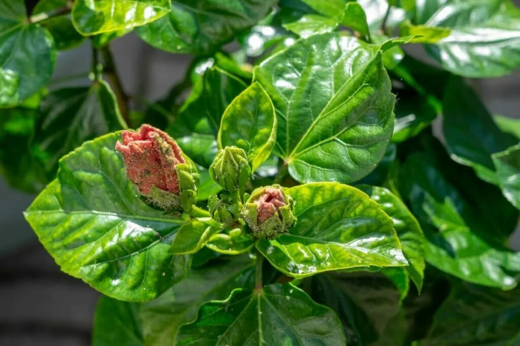 rose of sharon pests and diseases pictures