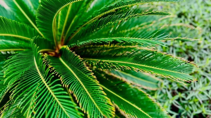 Sago Palm Leaves Curling? Top Causes & Quick Fixes