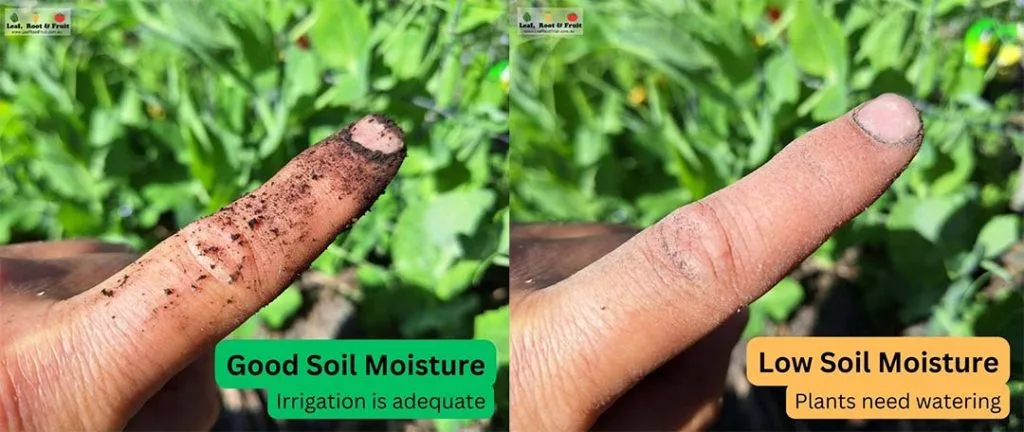 shallow root system