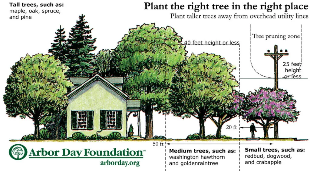 shallow root systems