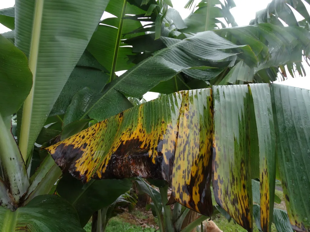 Sigatoka disease
