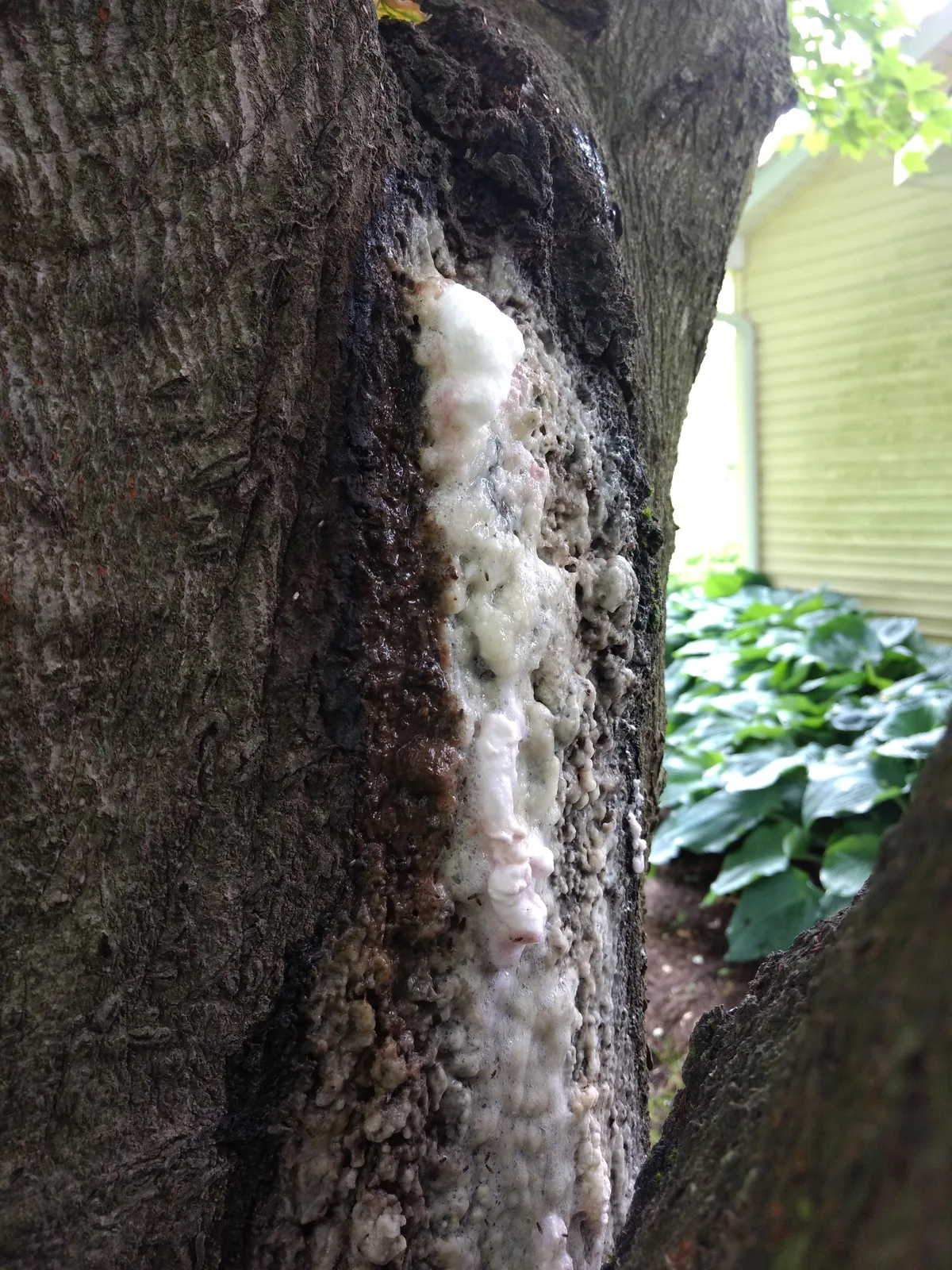 slime flux bacterial wetwood