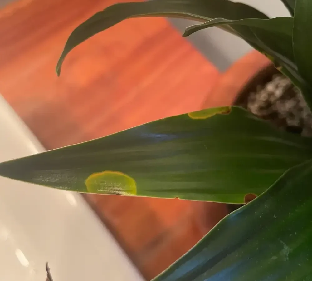 snake plant has brown spots