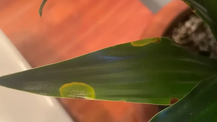 Why Your Snake Plant Has Brown Spots & How to Fix It