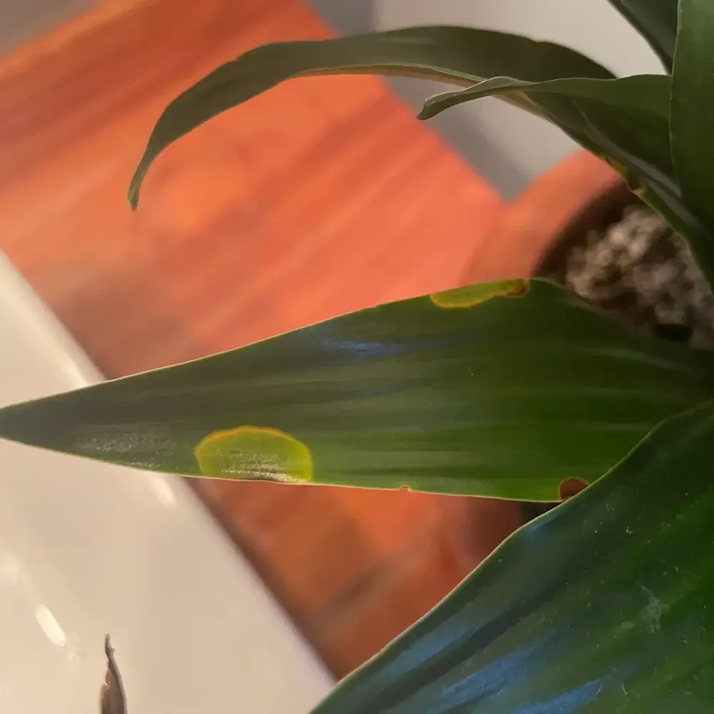snake plant has brown spots