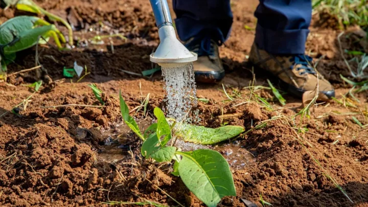 Soil Drench Neem Oil: How to Use It for Healthy Plants