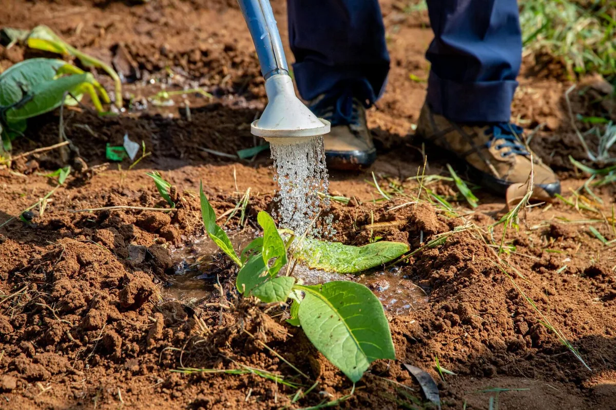 soil drench neem oil