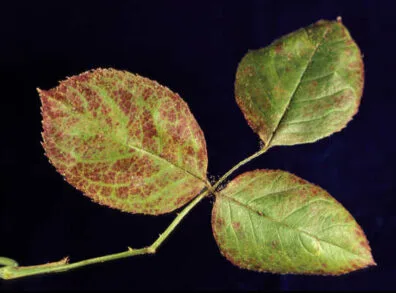 spider mites