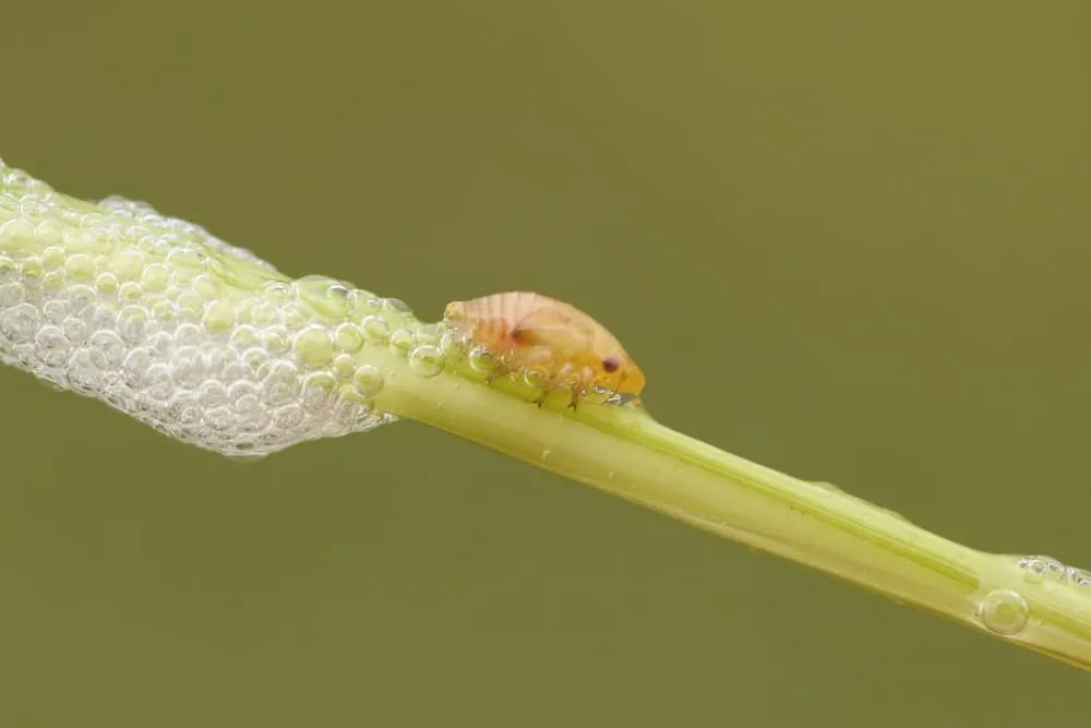 spittlebug nymph removal water spray