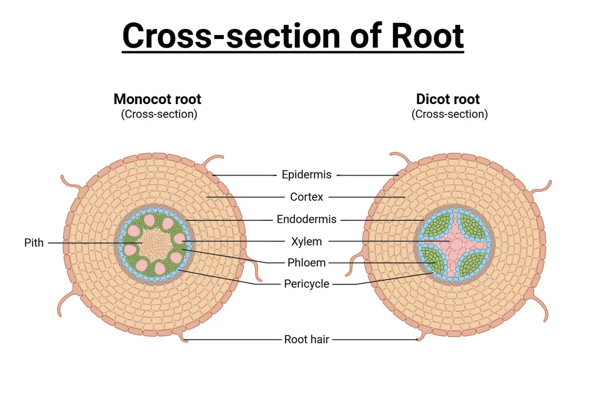 taproot