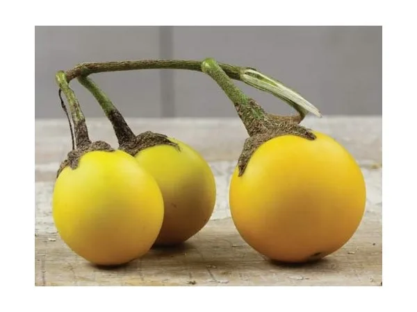 Thai Yellow eggplant