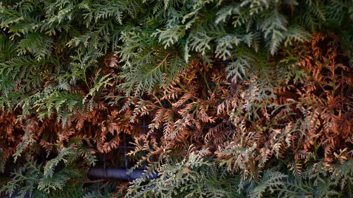 Why Your Thuja Green Giant Is Turning Brown (And How to Fix