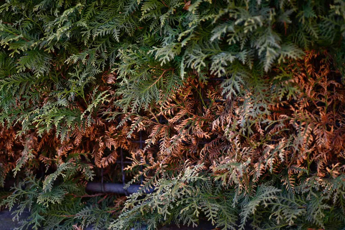 thuja green giant turning brown