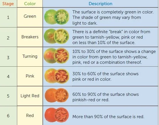 tomato fruit development stages