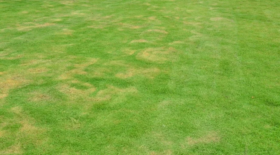 turfgrass