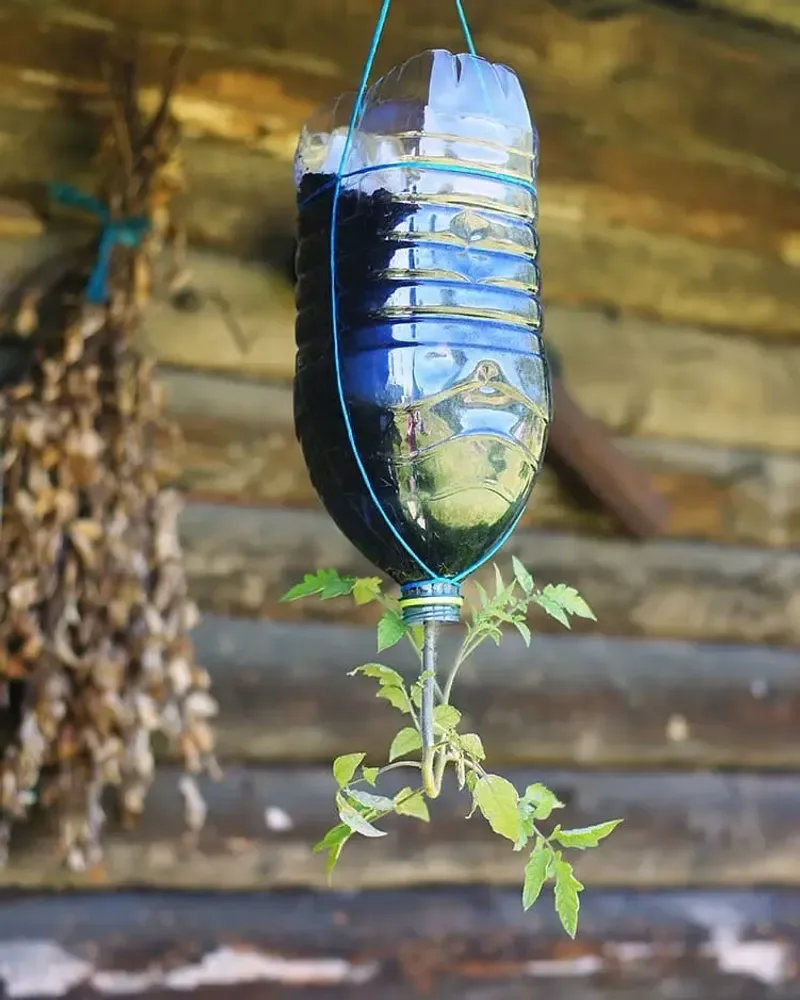 upside-down plastic nursery pots