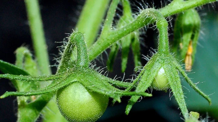 Identify Vegetable Plants by Their Leaves: Easy Guide