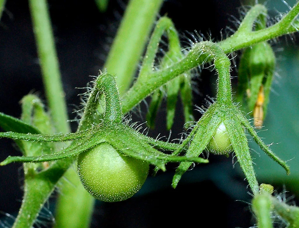vegetable plant identification by leaf