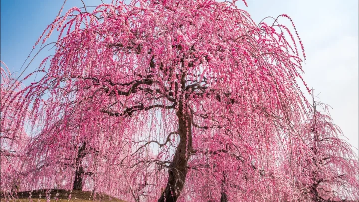 Weeping Extraordinaire Cherry Tree: Care & Growing Guide