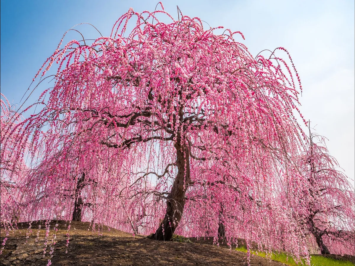 weeping extraordinaire cherry tree