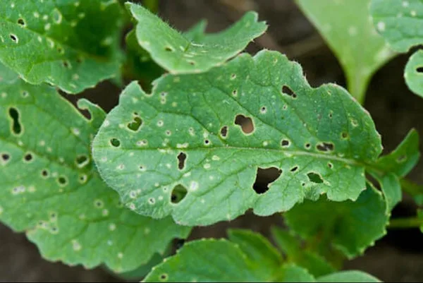 What Is Eating My Radishes? Identify Pests & Stop Damage