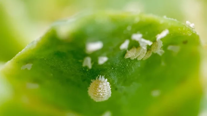 White Spots on Lettuce: Causes and How to Fix Them
