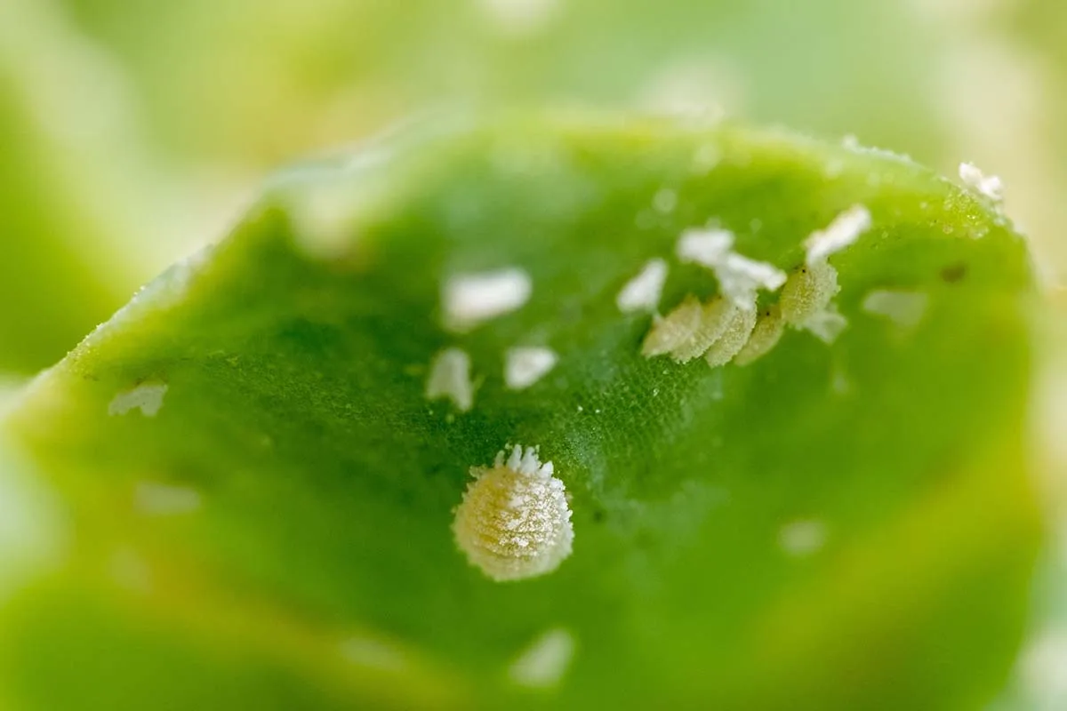 white spots on lettuce