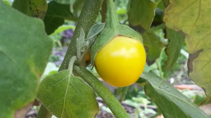 Why Are My Eggplants Turning Yellow? Causes & Fixes