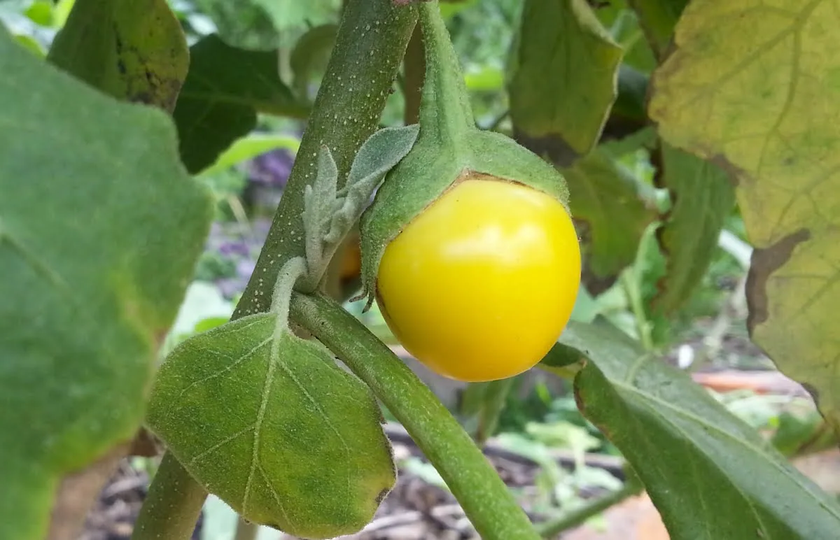 why are my eggplants turning yellow