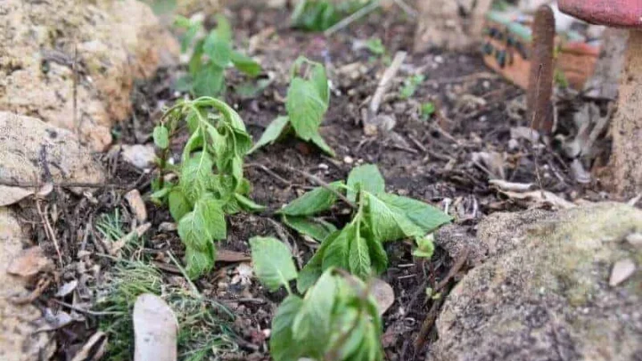 Why Are My Pansies Wilting? 7 Common Causes & Fixes