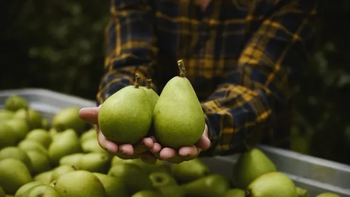 Why Are My Pears So Hard? How to Ripen Them Fast