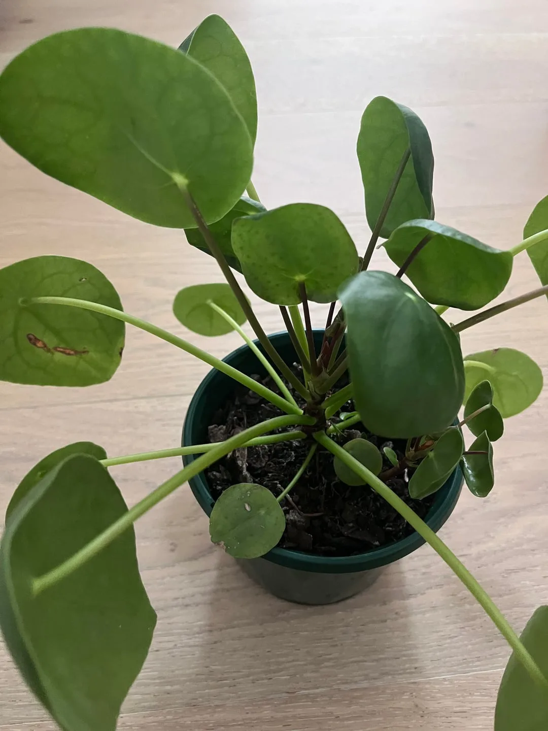 why are my pilea leaves curling