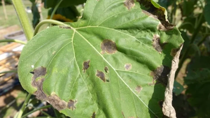 Why Are My Sunflower Leaves Turning Black? Causes & Fixes