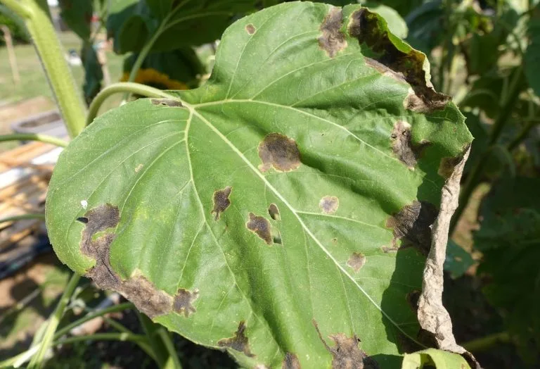 why are my sunflower leaves turning black