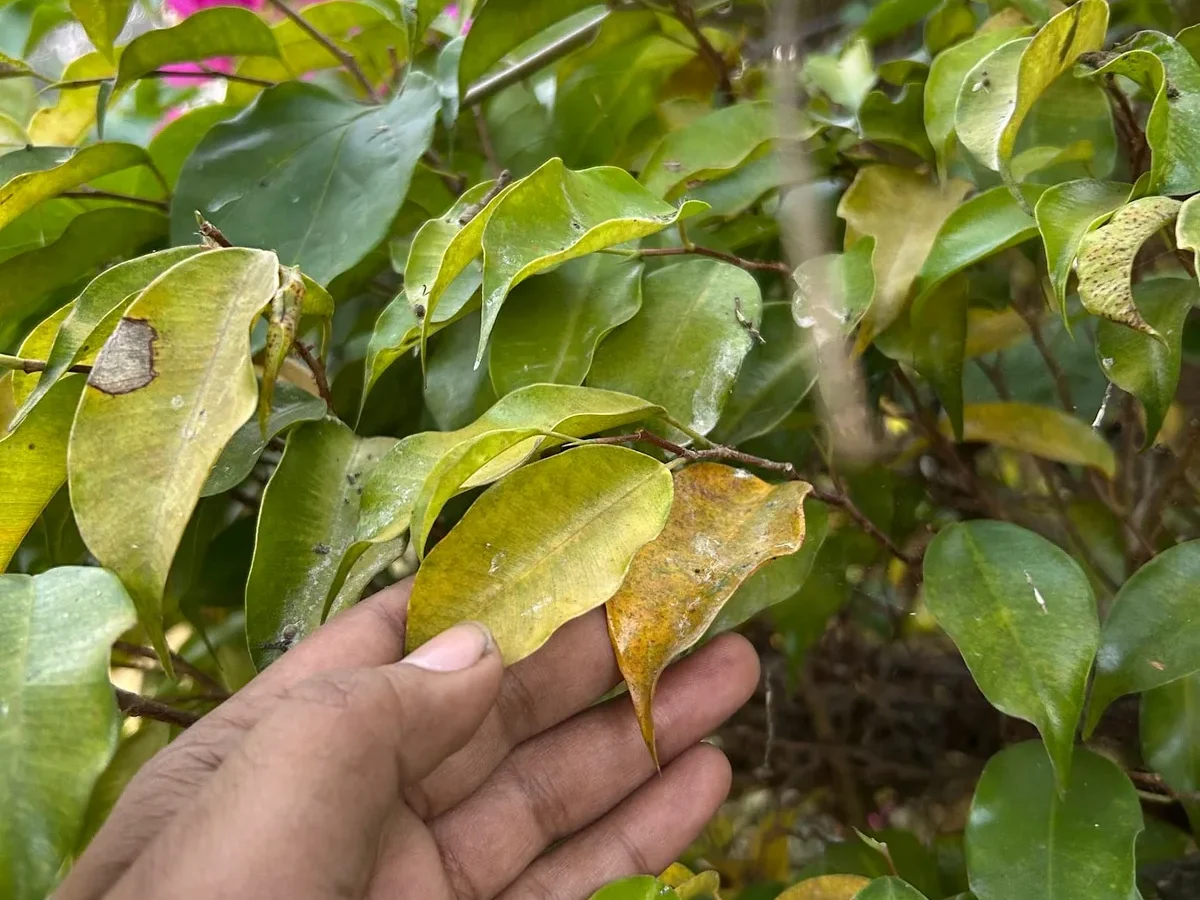why is my bougainvillea dying