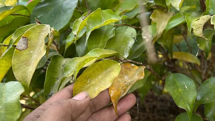 Why Is My Bougainvillea Dying? Top Causes & Quick Fixes