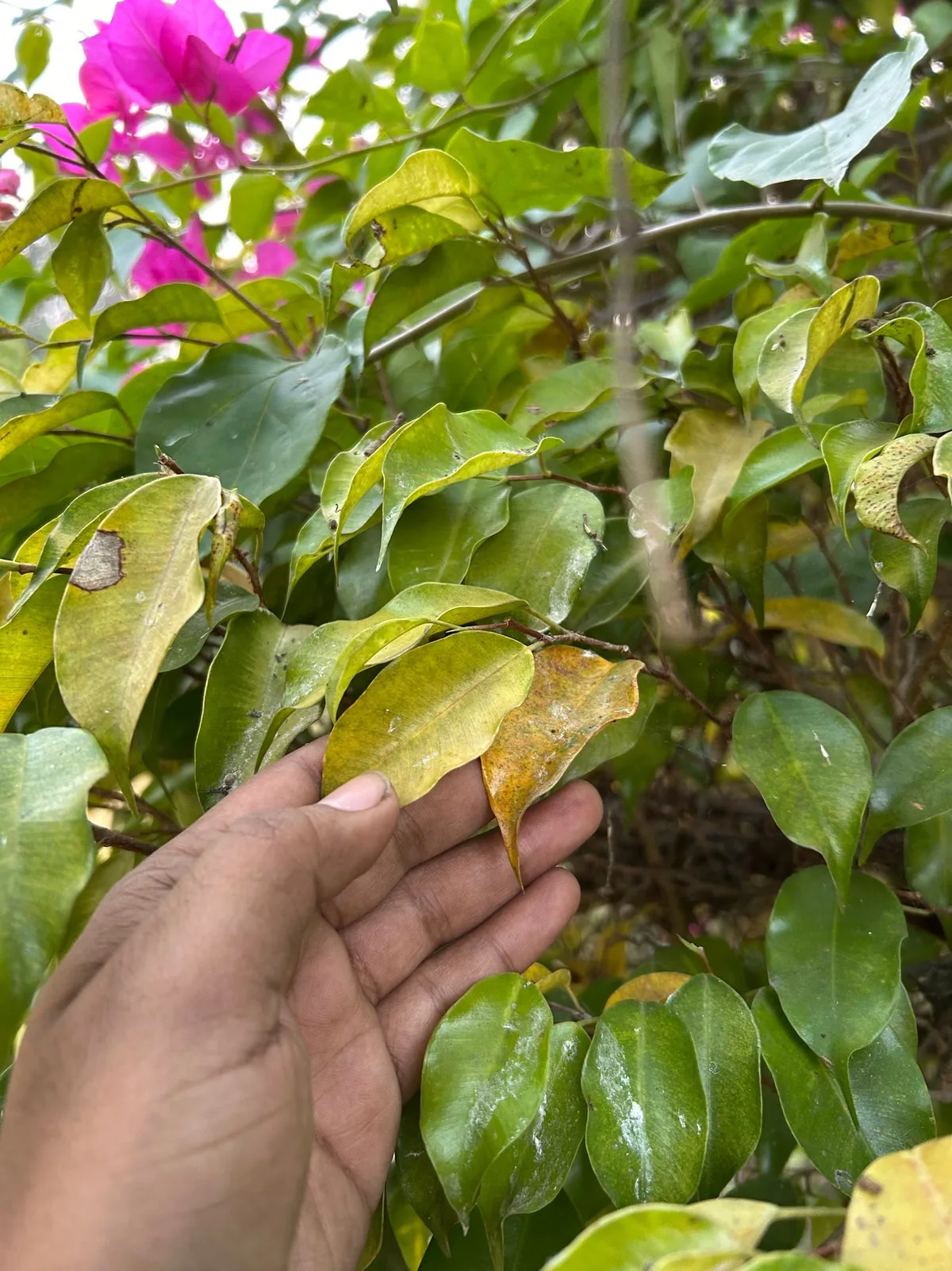 why is my bougainvillea dying