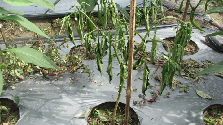 Why Is My Jalapeno Plant Wilting? 7 Common Causes & Fixes