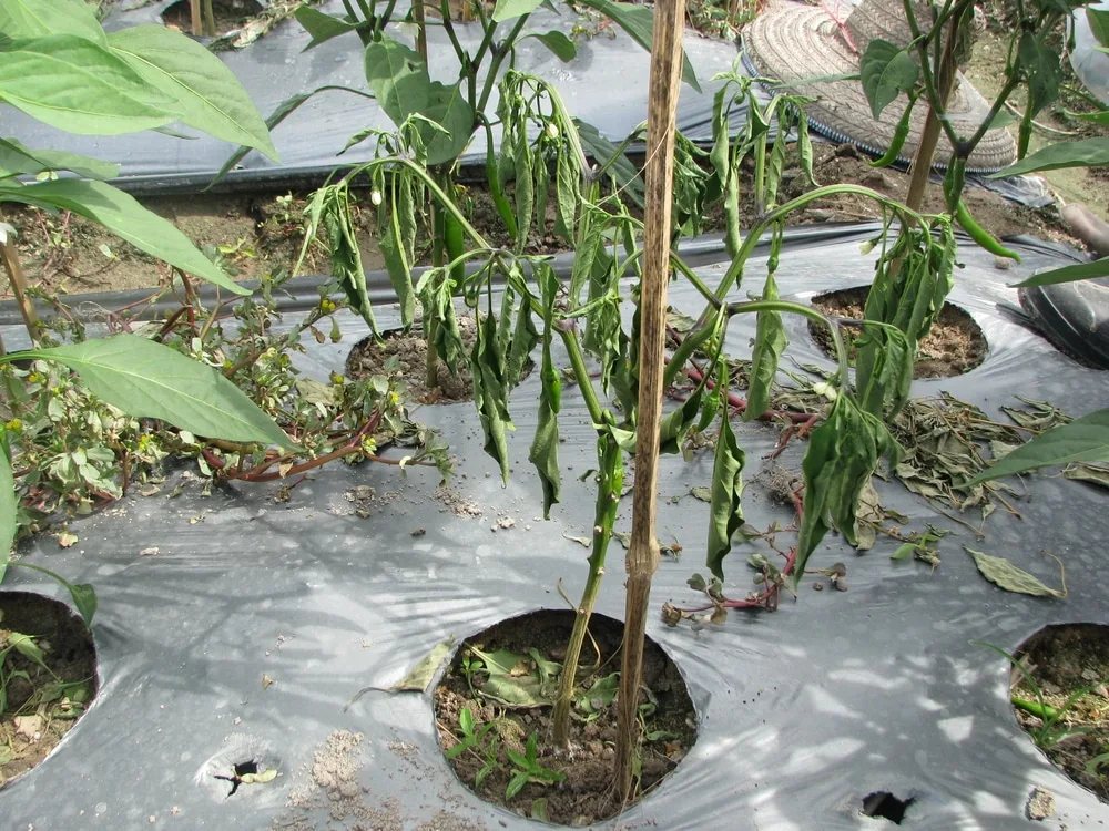 why is my jalapeno plant wilting