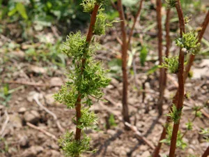 Will Roundup Kill Raspberry Plants? What You Need to Know