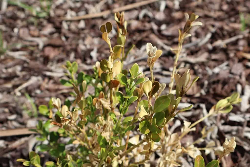 winter burn desiccation injury