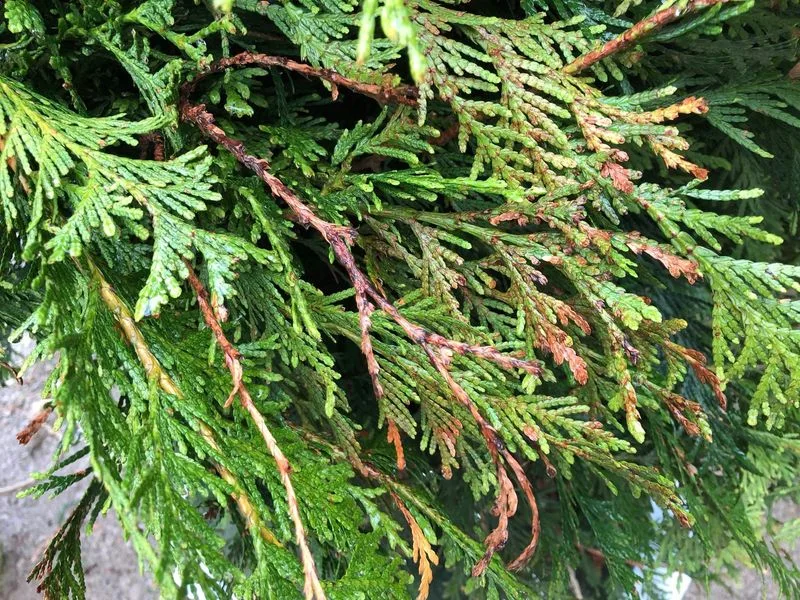 winter burn