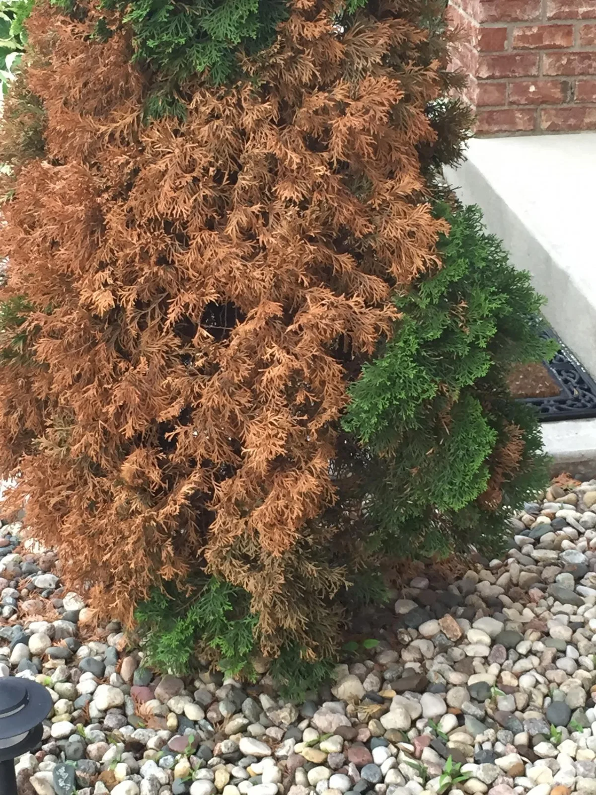 winter desiccation