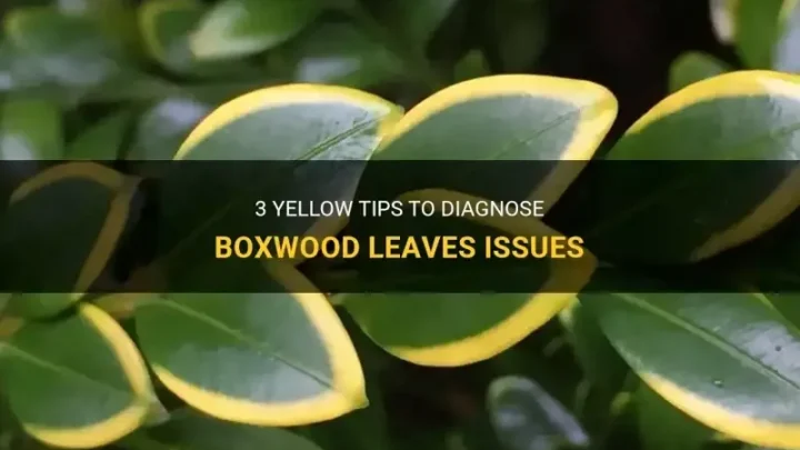 Why Boxwood Leaves Have Yellow Tips (And How to Fix It)