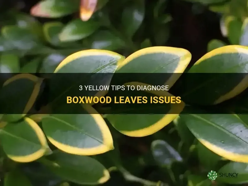 yellow tips on boxwood leaves