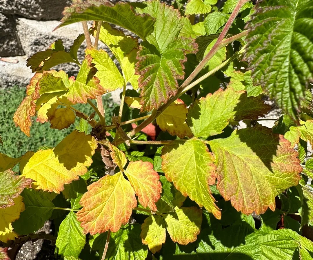 yellowing leaves on raspberry plants