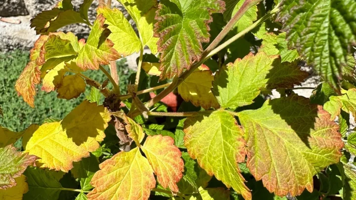 Why Raspberry Leaves Turn Yellow and How to Fix It