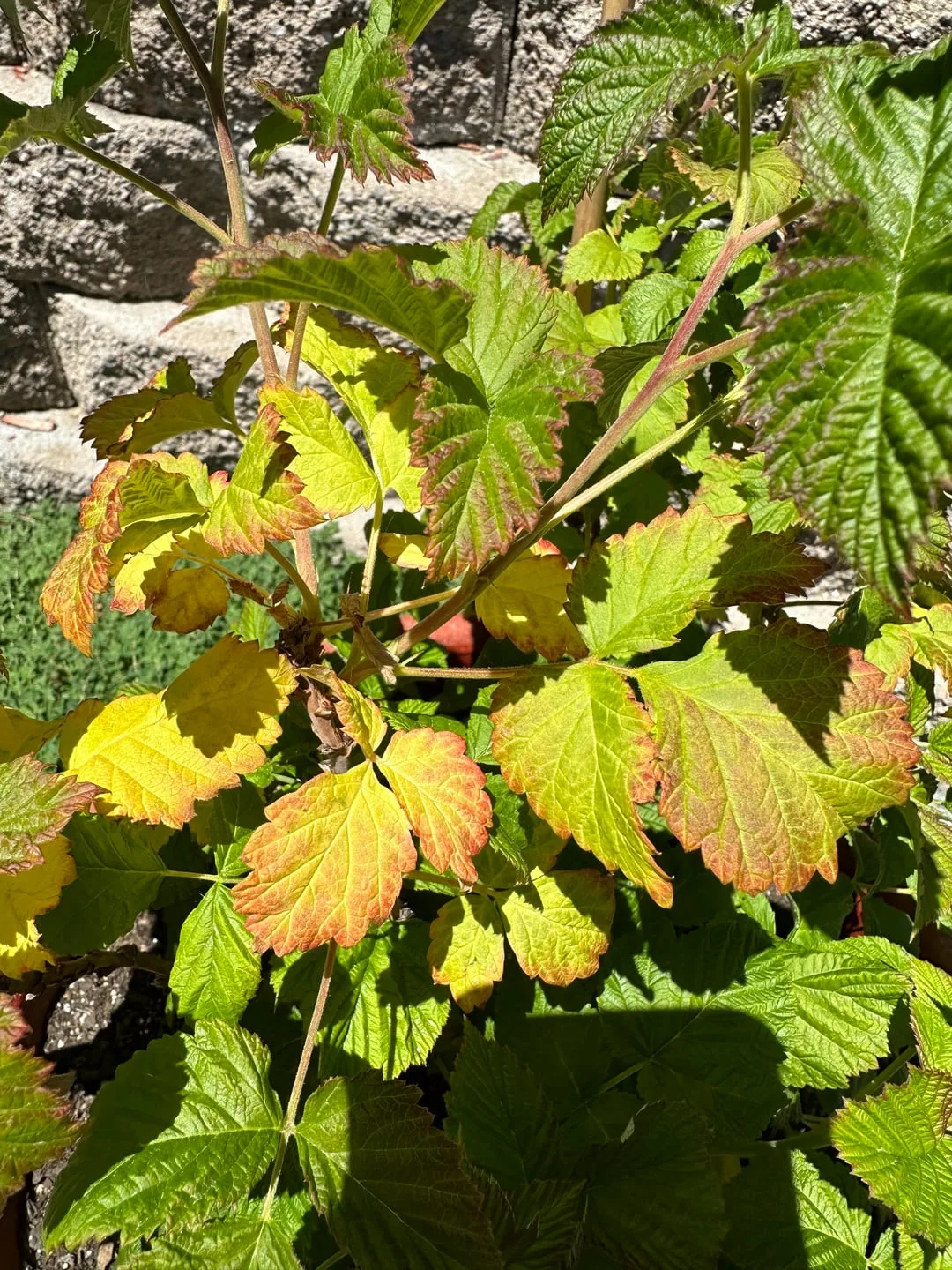 yellowing leaves on raspberry plants