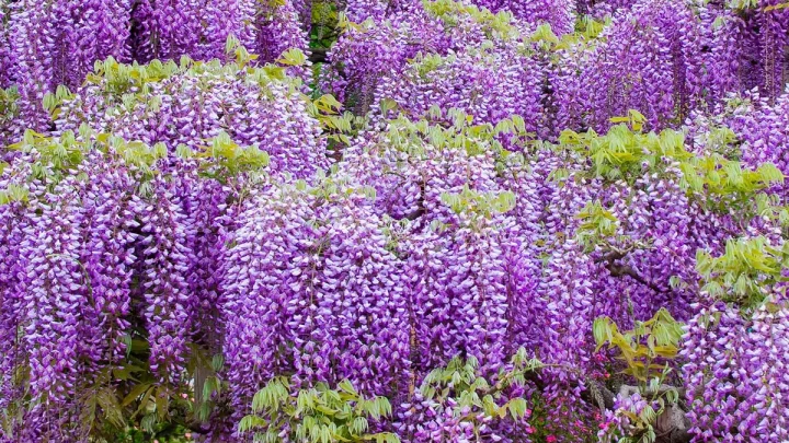 Why Your Wisteria Leaves Are Turning Yellow & How to Fix It
