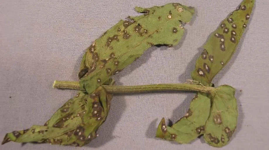 zinnia leaves turning brown